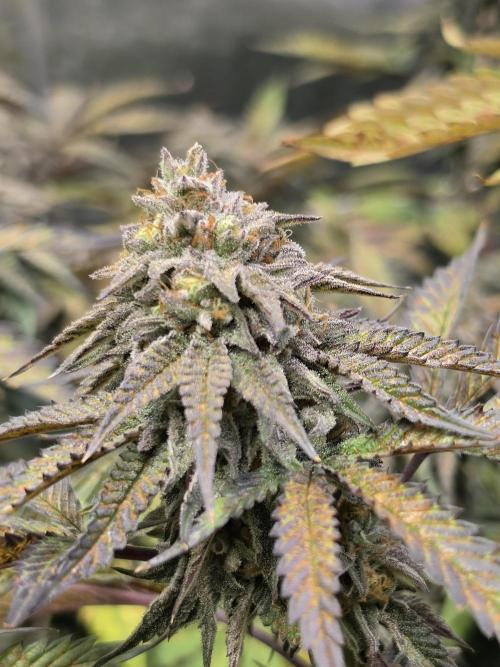 Compound Party. Week 17