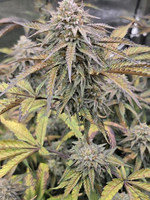 Compound Party. Week 17