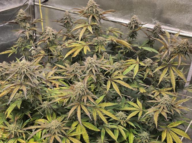 Compound Party. Week 17