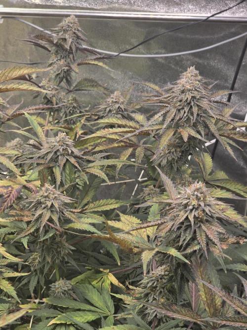 Compound Party. Week 17