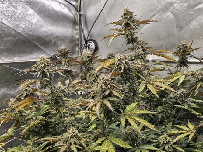 Compound Party. Week 17