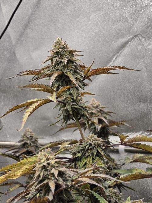 Compound Party. Week 17