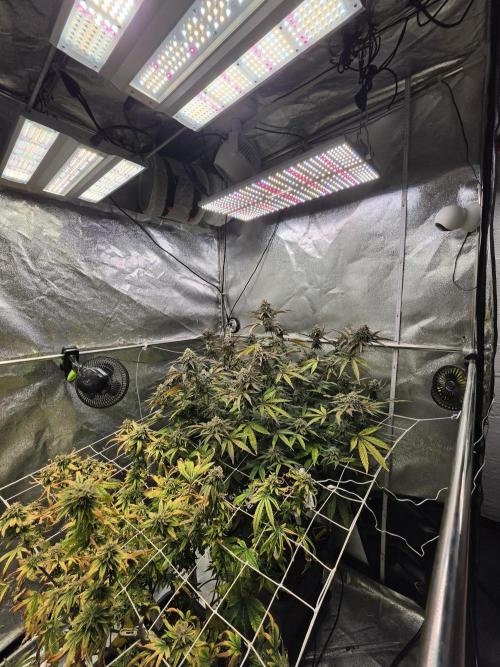 Compound Party. Week 17