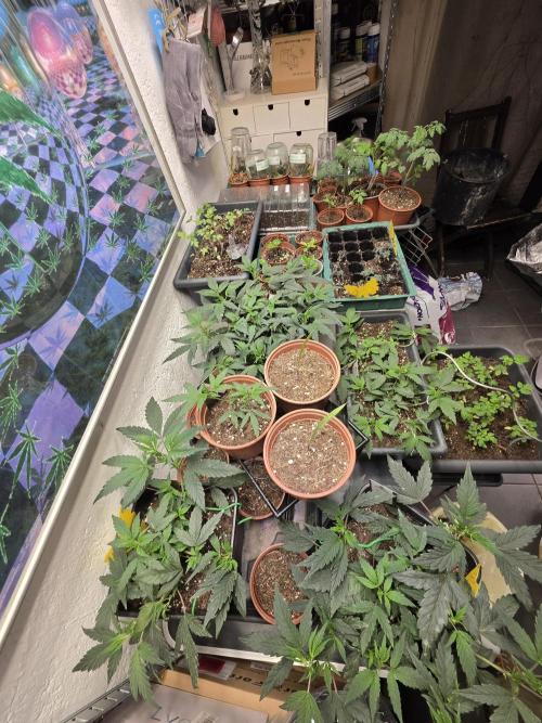 Zupernova Clones. Week 7