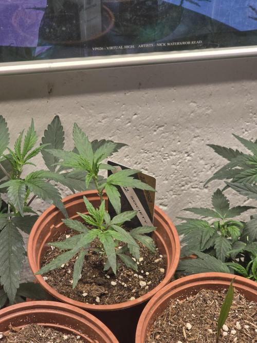 Zupernova Clones. Week 7