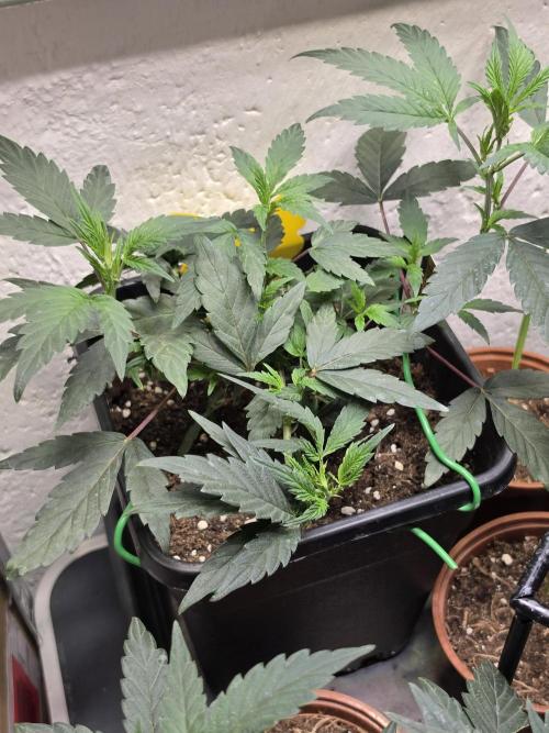Zupernova Clones. Week 7