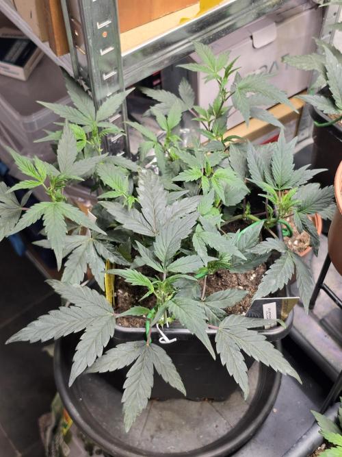 Zupernova Clones. Week 7