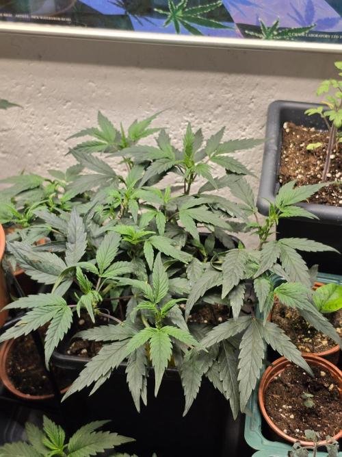 Zupernova Clones. Week 7