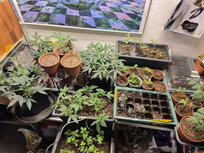 Zupernova Clones. Week 7