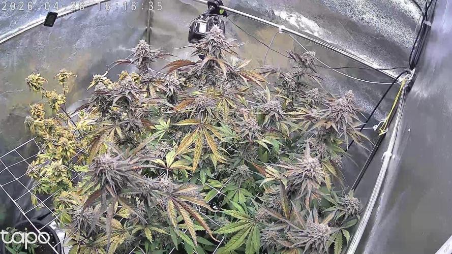 Compound Party. Week 17