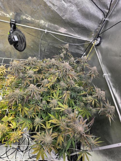 Compound Party. Week 17