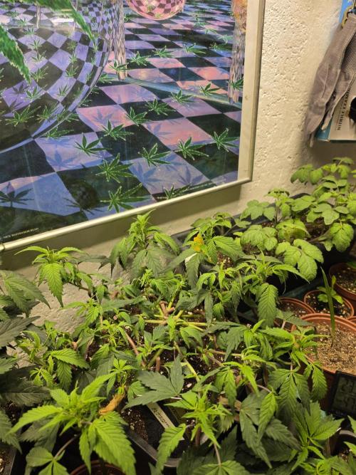 Zupernova Clones. Week 8