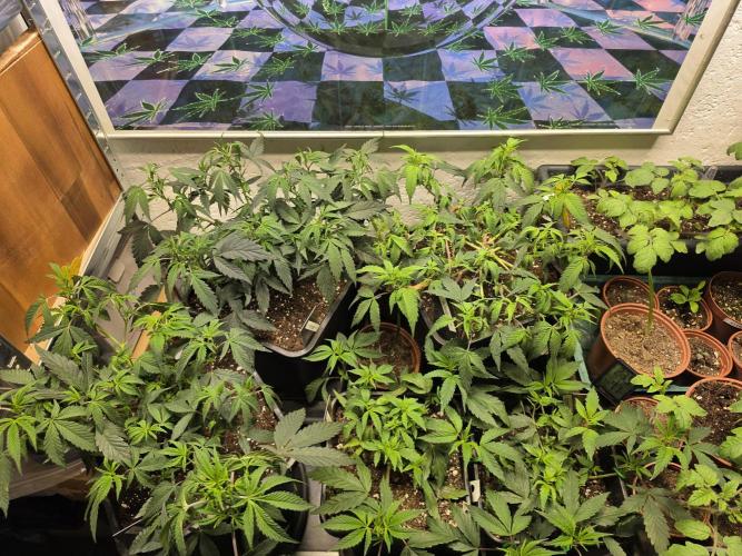 Zupernova Clones. Week 8