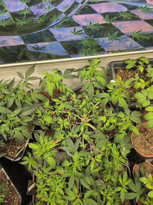 Zupernova Clones. Week 8