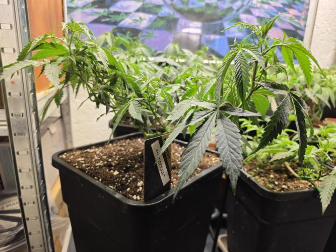 Zupernova Clones. Week 8