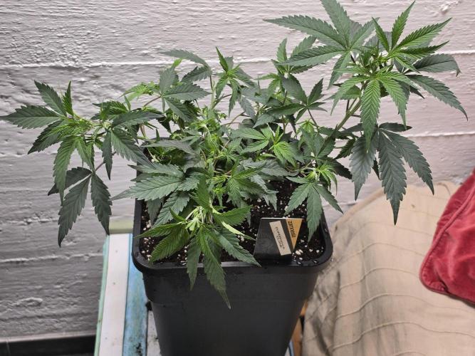 Zupernova Clones. Week 8