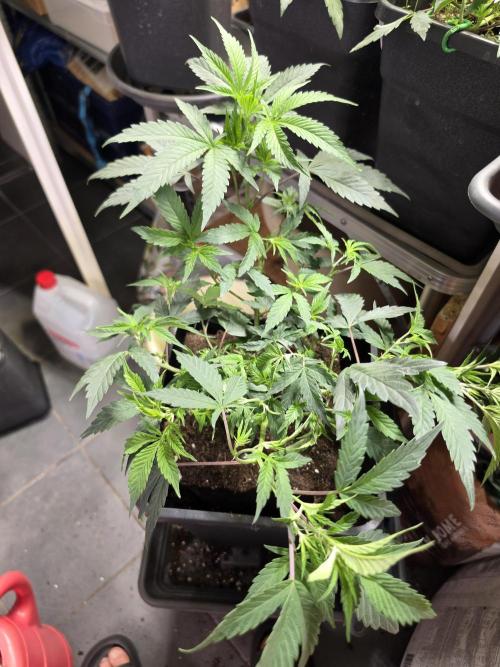 Zupernova Clones. Week 8