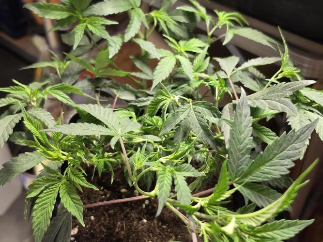 Zupernova Clones. Week 8