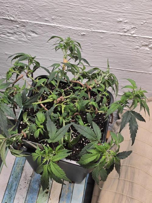 Zupernova Clones. Week 8