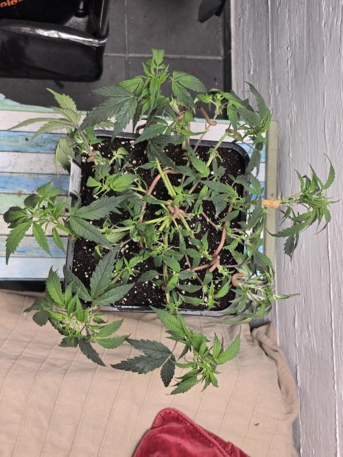 Zupernova Clones. Week 8