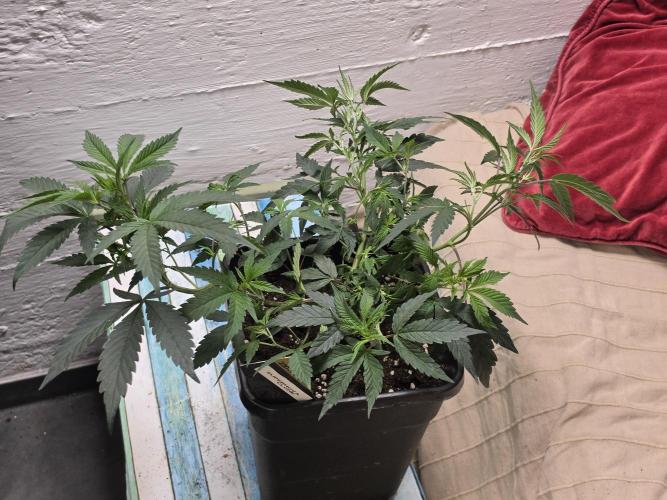 Zupernova Clones. Week 8