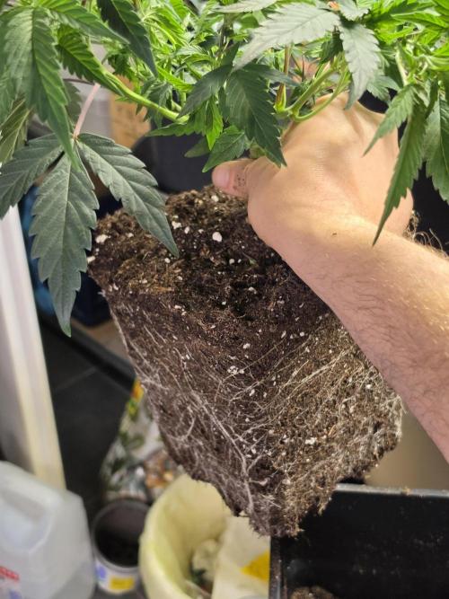 Zupernova Clones. Week 8
