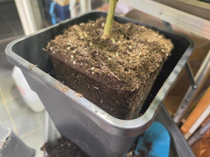 Zupernova Clones. Week 8