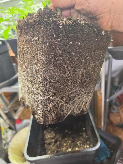 Zupernova Clones. Week 8