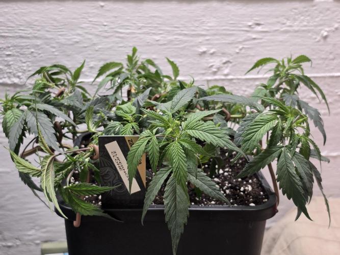 Zupernova Clones. Week 8