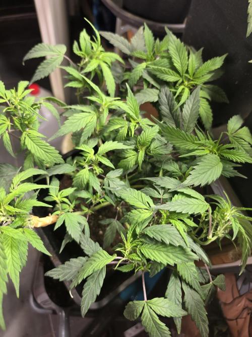Zupernova Clones. Week 8