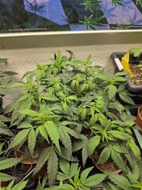Zupernova Clones. Week 8