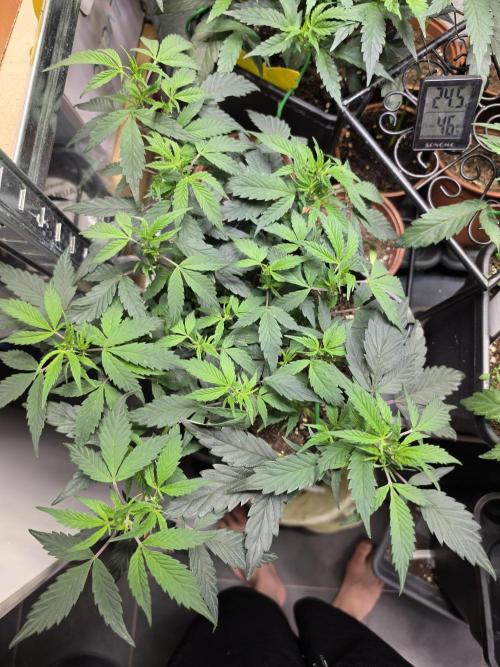 Zupernova Clones. Week 8