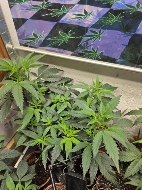 Zupernova Clones. Week 8