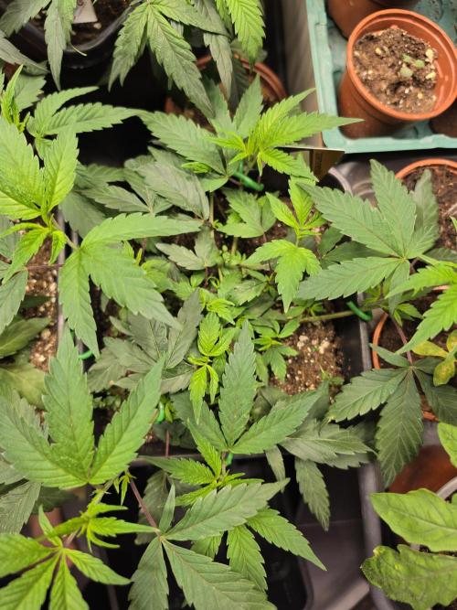 Zupernova Clones. Week 8