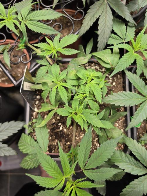Zupernova Clones. Week 8