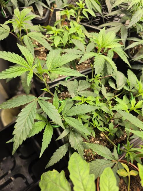 Zupernova Clones. Week 8
