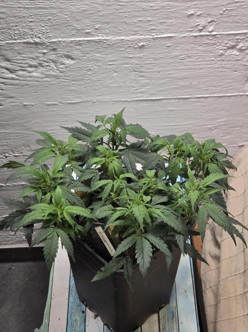 Zupernova Clones. Week 8