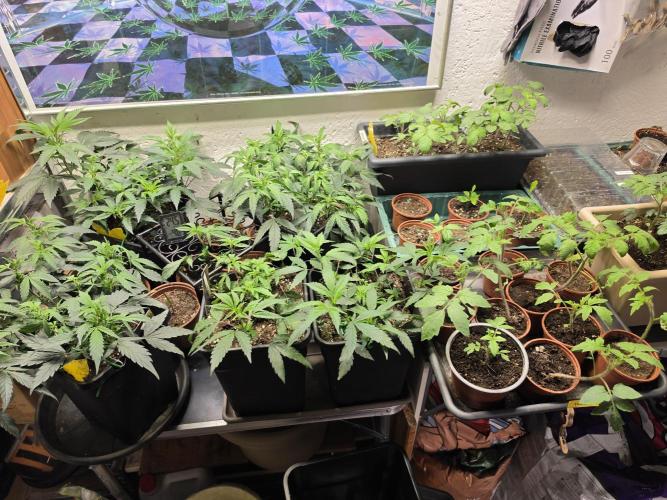Zupernova Clones. Week 8