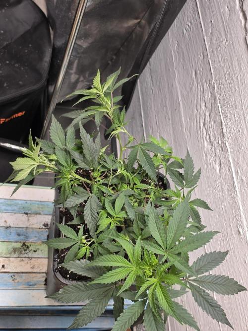 Zupernova Clones. Week 8
