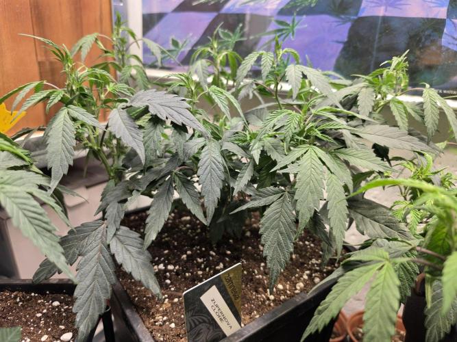 Zupernova Clones. Week 8