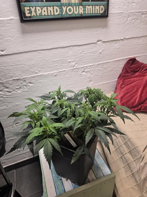 Zupernova Clones. Week 8