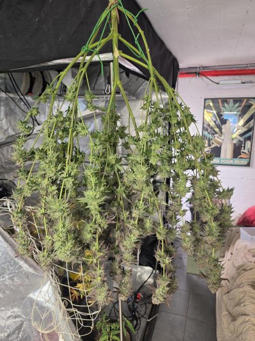 Compound Party. Week 18