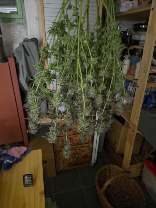 Compound Party. Week 18