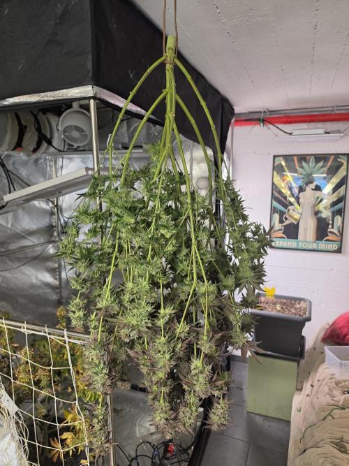 Compound Party. Week 18