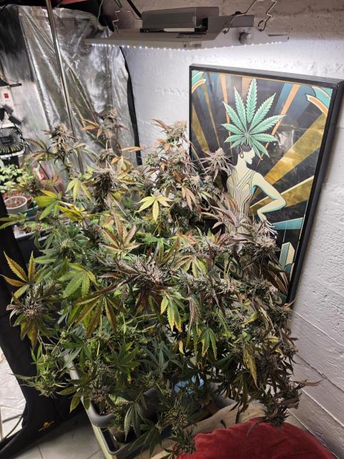 Compound Party. Week 18