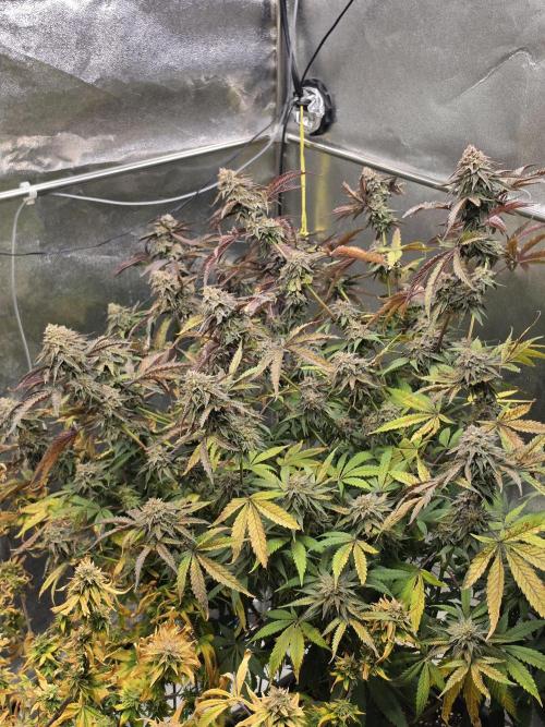 Compound Party. Week 18