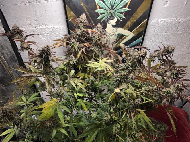 Compound Party. Week 18