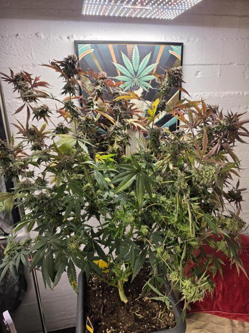 Compound Party. Week 18
