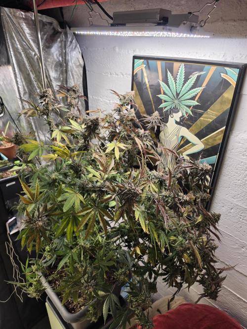 Compound Party. Week 18
