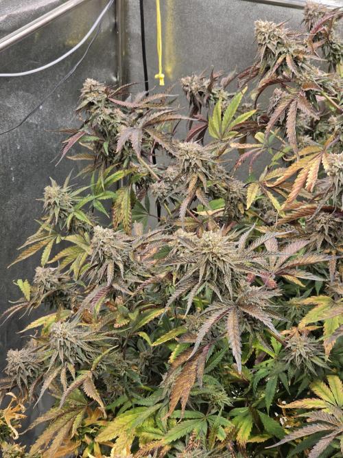Compound Party. Week 18